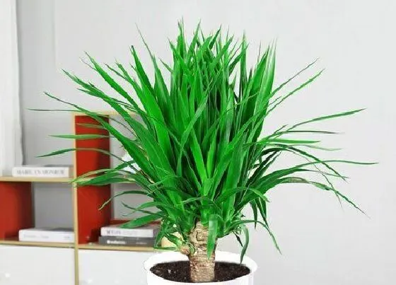 植物施肥|龙须树浇什么肥料合适
