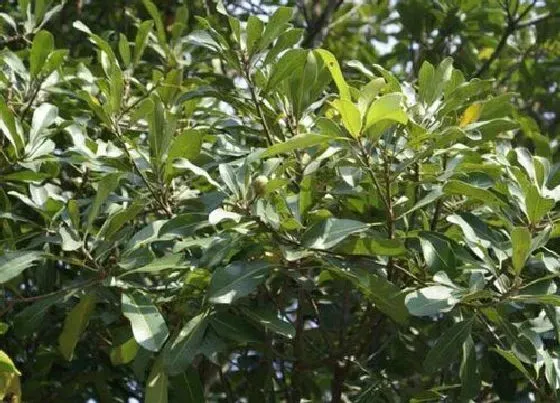 植物种类|荚果植物有哪些（常见果实为荚果的豆荚类植物）