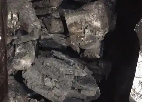 养殖科普|木炭适合养什么花