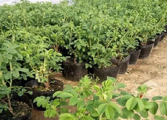 种植方法|食用玫瑰花种植时间和方法
