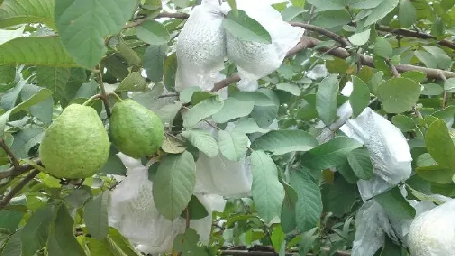 水果科普|最奇特的水果