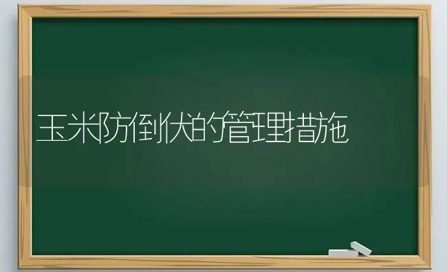 玉米防倒伏的管理措施 | 粮油作物种植