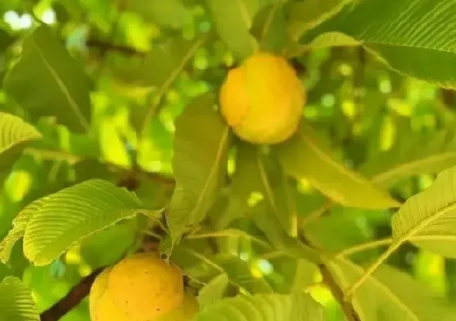 食用技巧|五桠果果实怎么吃