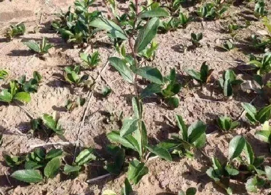 种植方法|苍珠种植时间和方法