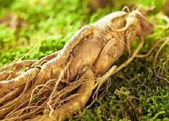 果实保存|鲜人参可以冷冻保存吗