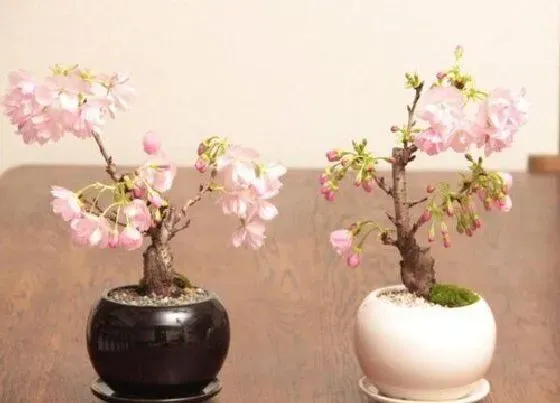 根部|樱花的根是什么样子的