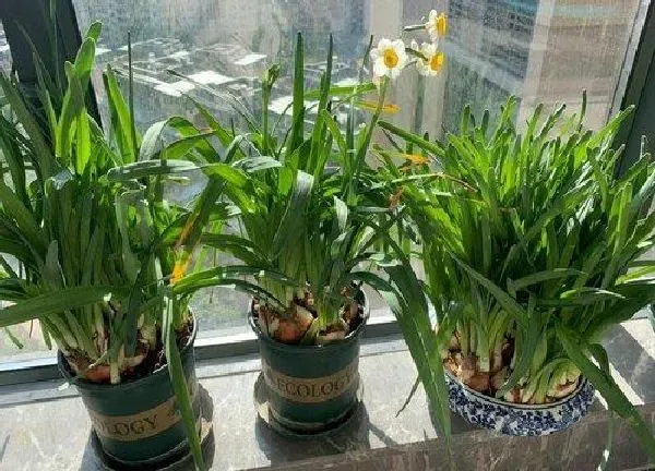 养殖方法|水仙花可以用土养吗