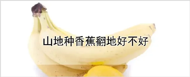 山地种香蕉翻地好不好 | 养殖技术