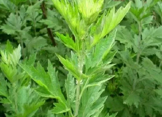 植物香味|艾草是什么味道的