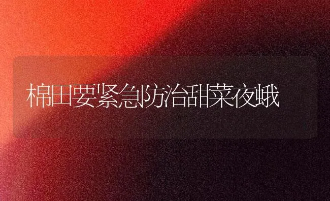 棉田要紧急防治甜菜夜蛾 | 蔬菜种植
