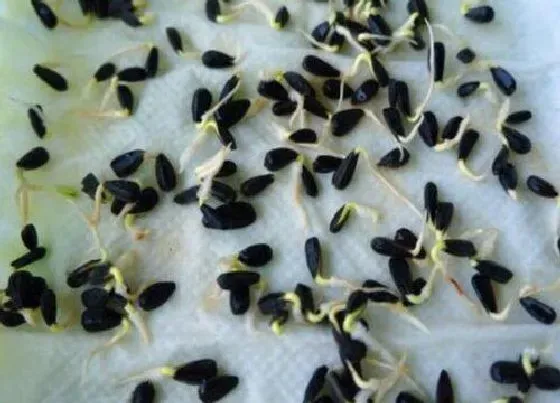 植物播种|瓜子什么时候播种 合适播种时间
