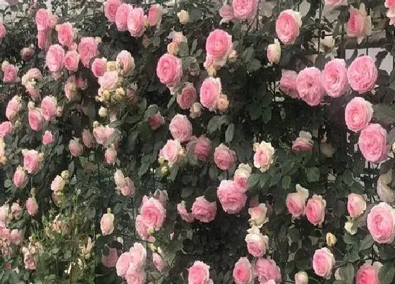 冬天植物|月季花耐寒多少度