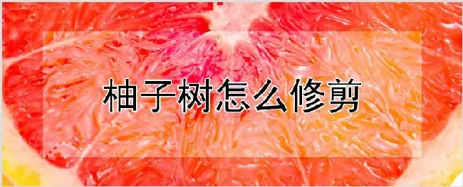 柚子树怎么修剪 | 养殖技术