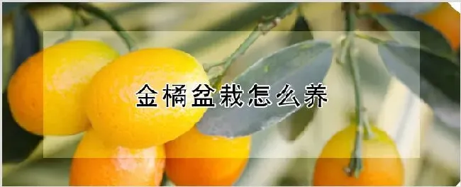 金橘盆栽怎么养 | 农业技术