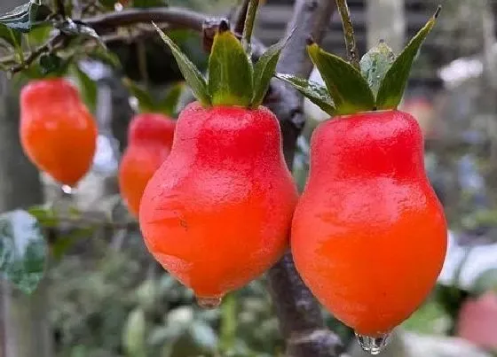 冬天植物|金弹子怕冻吗