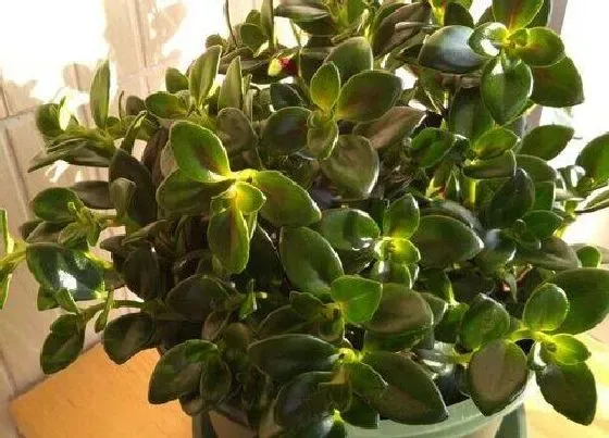 冬天植物|金鱼吊兰耐寒吗