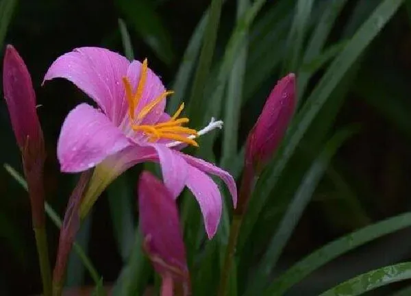 植物浇水|牛奶可以浇兰草花吗 牛奶浇兰草花的正确方法