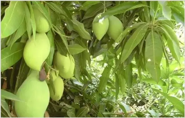 芒果枝梢有黑色条斑是什么病？4个防治技巧分享 | 种植施肥