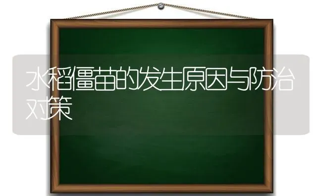 水稻僵苗的发生原因与防治对策 | 粮油作物种植