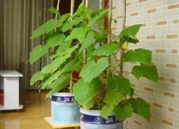 养殖科普|黄瓜喜水吗 属于喜水植物吗