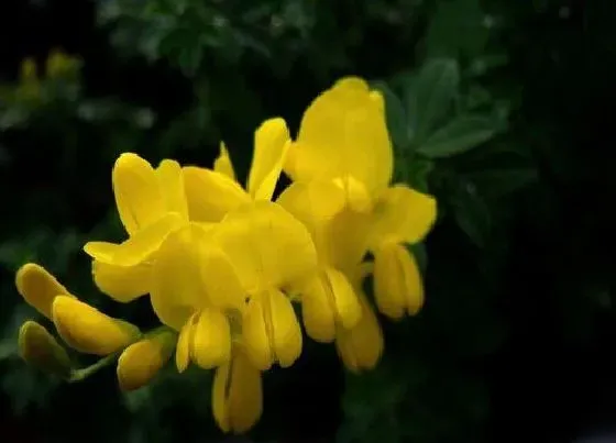 植物种类|黄金雀是草本还是木本植物