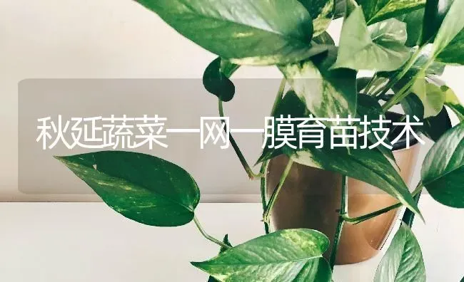 秋延蔬菜一网一膜育苗技术 | 蔬菜种植