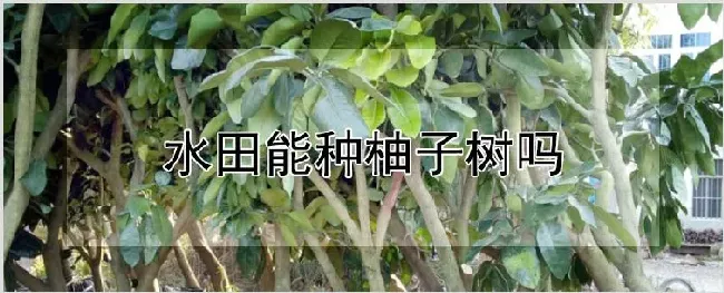 水田能种柚子树吗 | 养殖技术