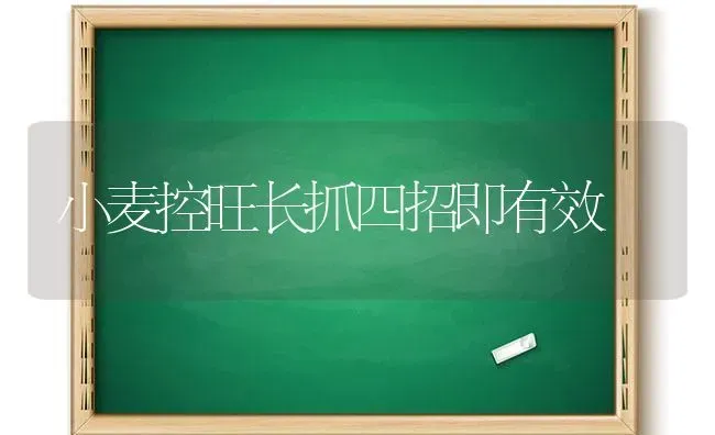 小麦控旺长抓四招即有效 | 粮油作物种植