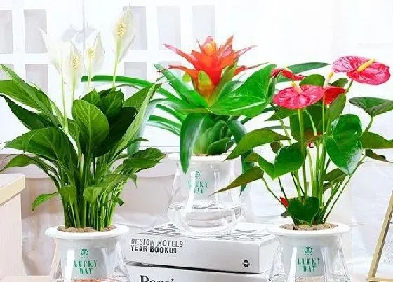 植物百科|红掌是一年生还是多年生