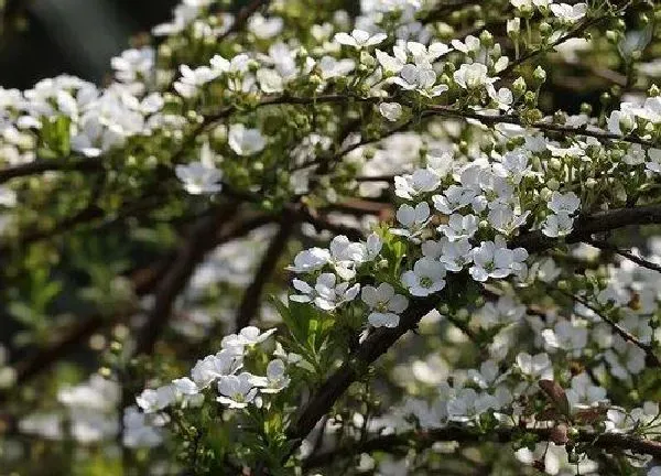 养殖方法|喷雪花的养殖方法和注意事项