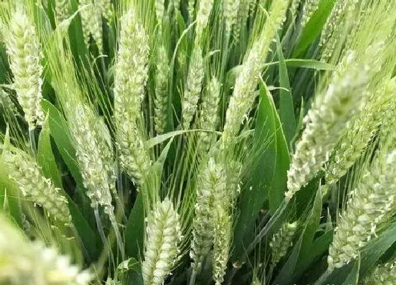 种植管理|小麦种植时间与生长周期