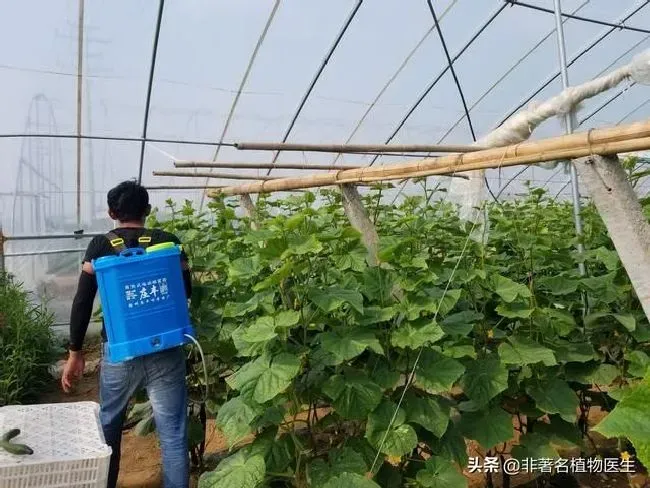 植物施肥|瓜果蔬菜喷叶面肥有什么好处，蔬菜叶面肥什么时候喷好）