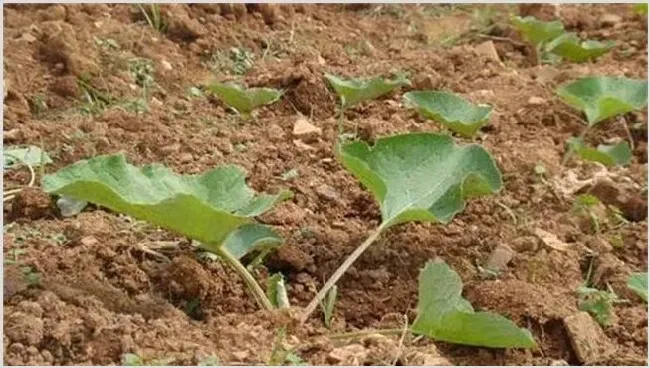 牛蒡苗期管理技术 | 种植资料