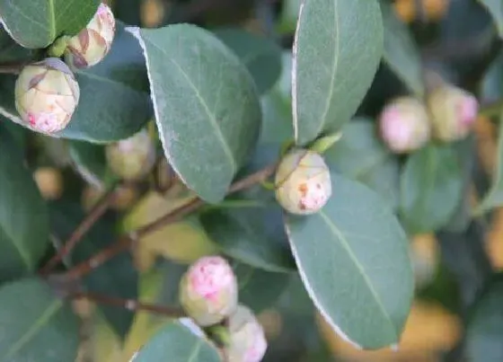 开花时间|茶花什么时候长花苞