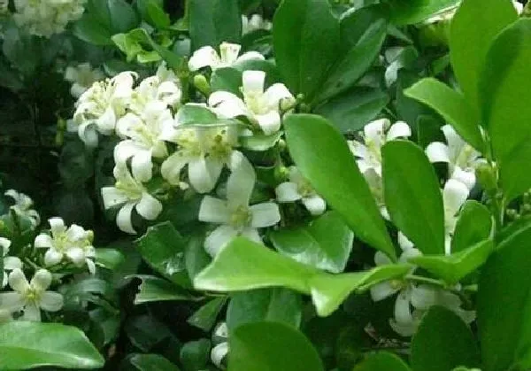 养殖科普|九里香喜阴还是喜阳光的植物 可以晒太阳吗