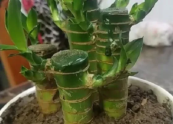 烂根|转运竹烂根怎么办