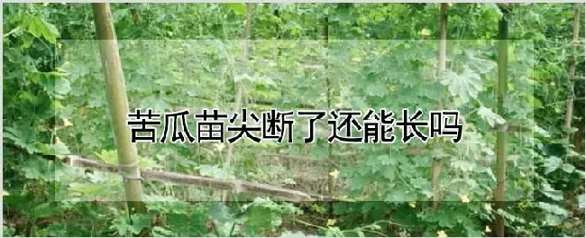 苦瓜苗尖断了还能长吗 | 种植技术