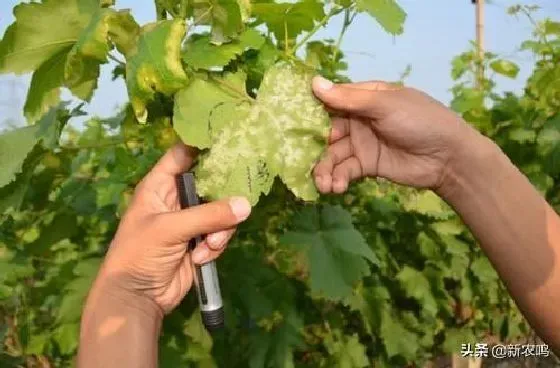 植物病害|葡萄叶子背面有白色东西怎么回事（叶子有白色像霜怎么办）