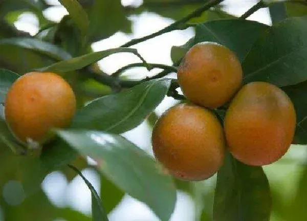 植物扦插|桔子树插枝能活吗