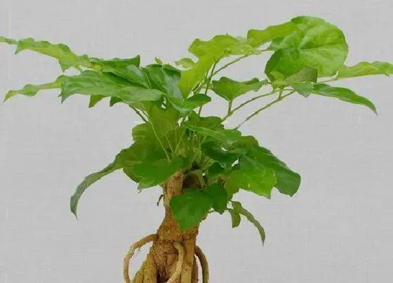 种植土壤|绿宝配土方法与种植土壤