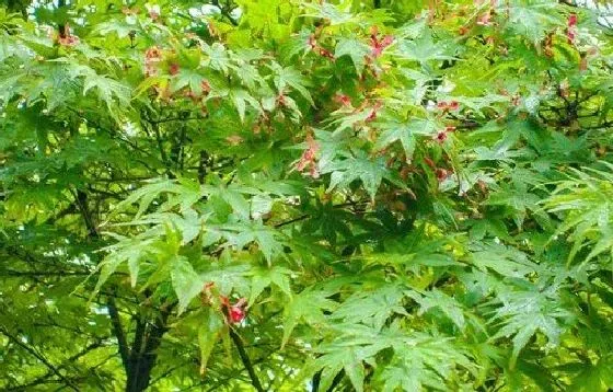 植物种类|鸡爪槭是乔木还是灌木 属于什么类植物