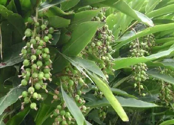 种植管理|砂仁的生长周期是多长时间
