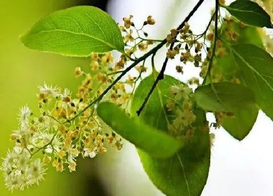 植物施肥|樟树花可以做肥料吗