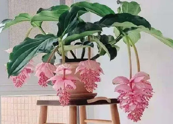 植物百科|灯笼花是几年生植物
