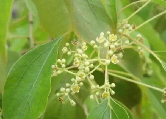 植物施肥|樟树花可以做肥料吗