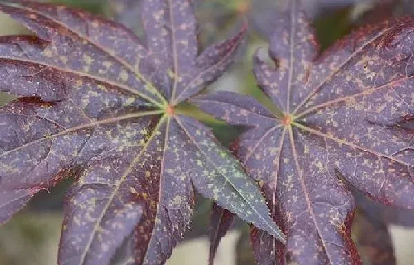 植物生根|枫树扦插生根最快方法