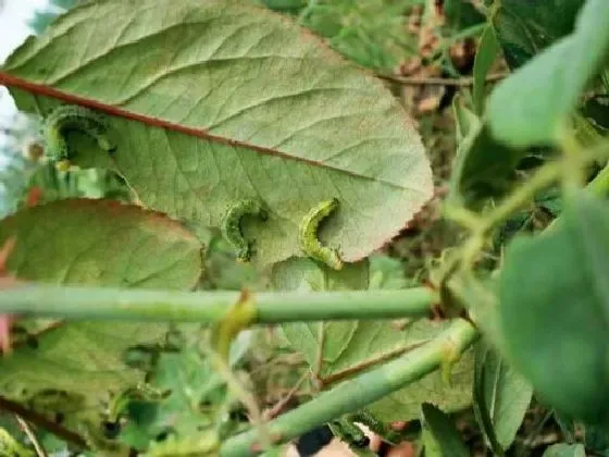 植物虫害|月季花长虫子怎么办 病虫害治理方法及妙招