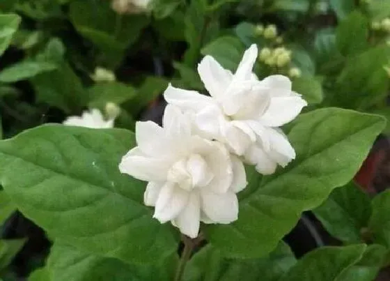 掉叶子|茉莉冬天落叶吗