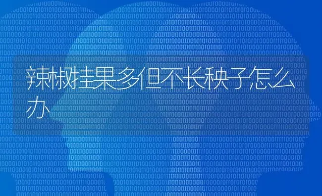 辣椒挂果多但不长秧子怎么办 | 瓜果种植