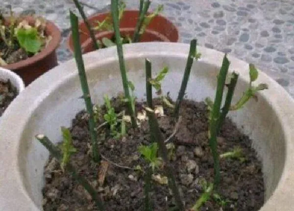 养殖方法|虾衣花的养殖方法和注意事项